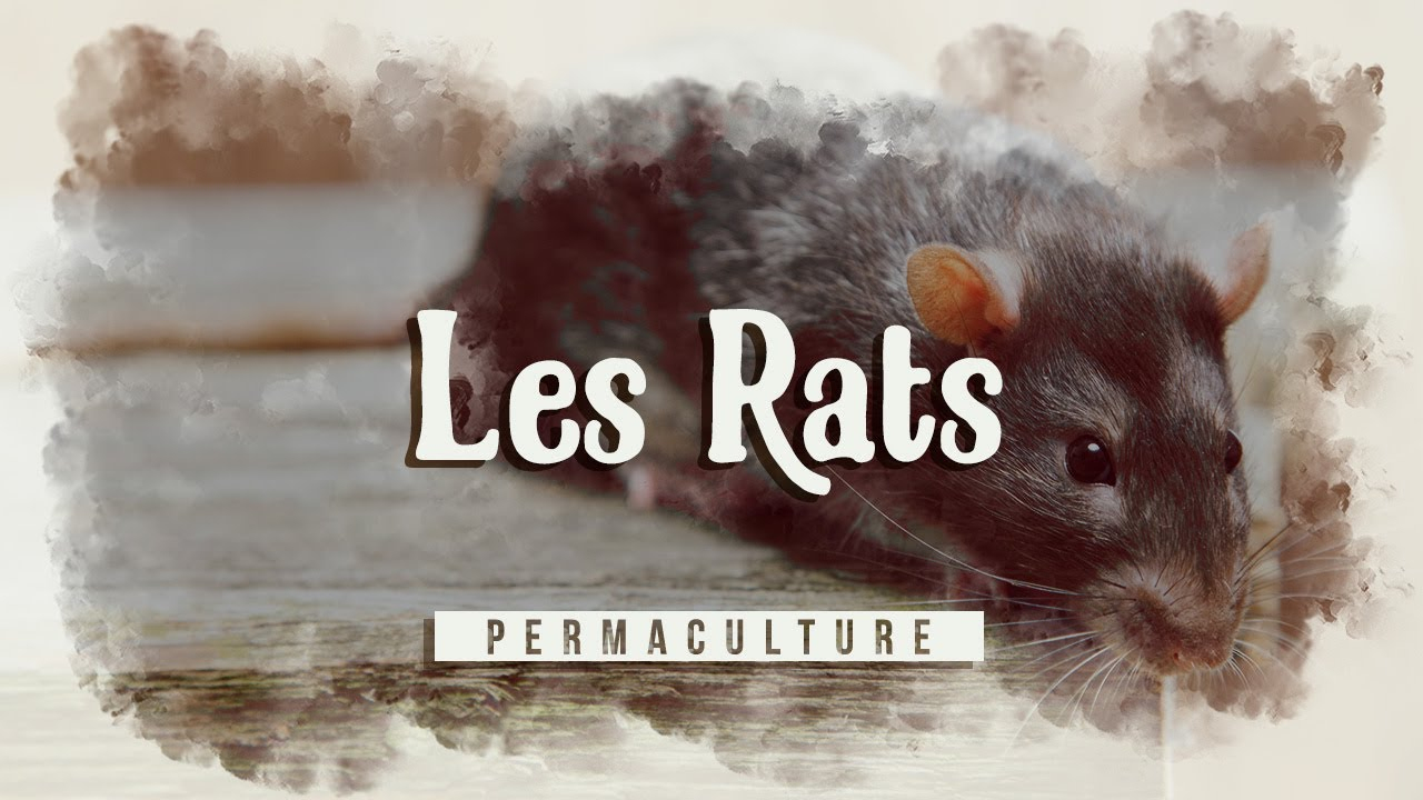 Comment Se Débarrasser Des Rats Au Jardin, Dans La Maison Etc... ? 🐀 dedans Comment Se Débarrasser Des Rats Dans Le Jardin