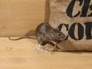 Comment Se Débarrasser Des Rats ? | La Pause Jardin encequiconcerne Comment Se Débarrasser Des Rats Dans Le Jardin