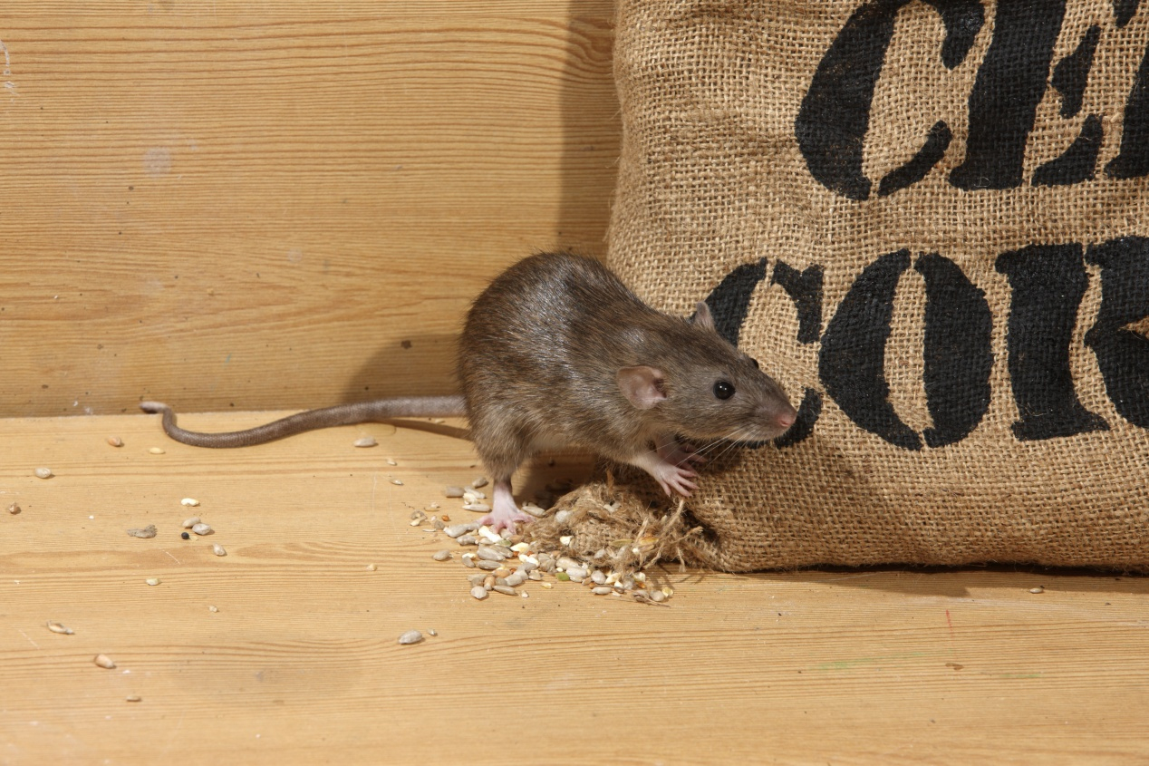 Comment Se Débarrasser Des Rats ? | La Pause Jardin encequiconcerne Comment Se Débarrasser Des Rats Dans Le Jardin