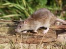Comment Se Débarrasser Des Rats ? | La Pause Jardin intérieur Comment Se Débarrasser Des Rats Dans Le Jardin