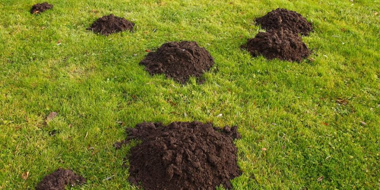 Comment Se Débarrasser Des Taupes Dans Le Jardin ? serapportantà Comment Faire Fuir Les Taupes De Mon Jardin