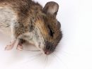 Comment Tuer Les Rats ? (Javel, Sel, Bicarbonate De Soude ... destiné Comment Se Débarrasser Des Rats Dans Le Jardin