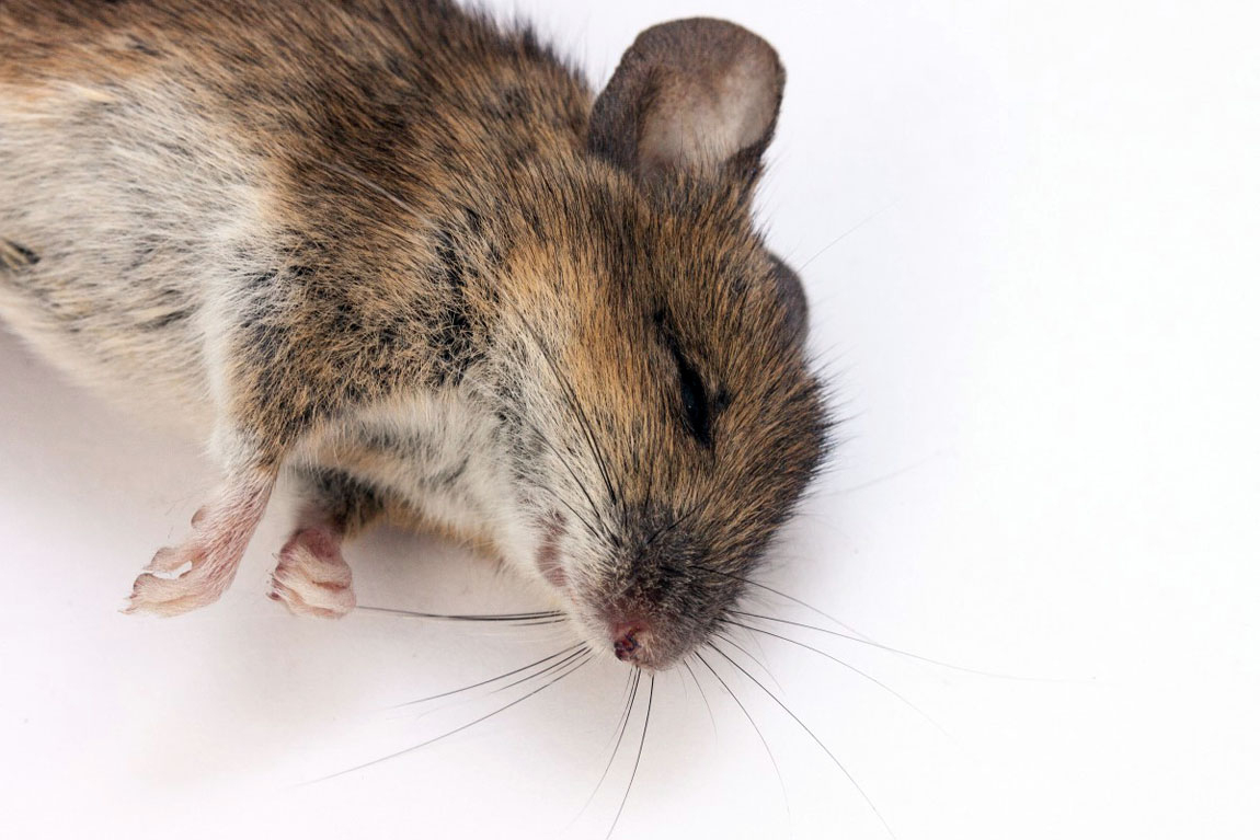 Comment Tuer Les Rats ? (Javel, Sel, Bicarbonate De Soude ... destiné Comment Se Débarrasser Des Rats Dans Le Jardin