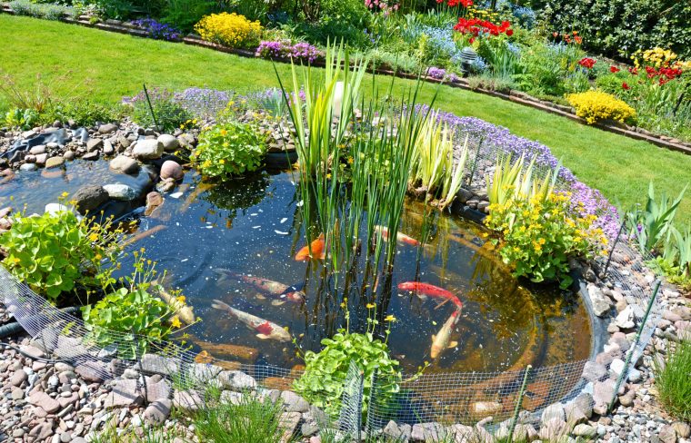 Construire Un Bassin De Jardin Pour Poissons - Magazine Zooplus intérieur Bassin De Jardin Pour Poisson