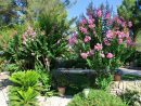 Création Jardins Bandol : Paysagiste Terrasse Bois - Nature ... serapportantà Jardins Fleuris Paysagiste