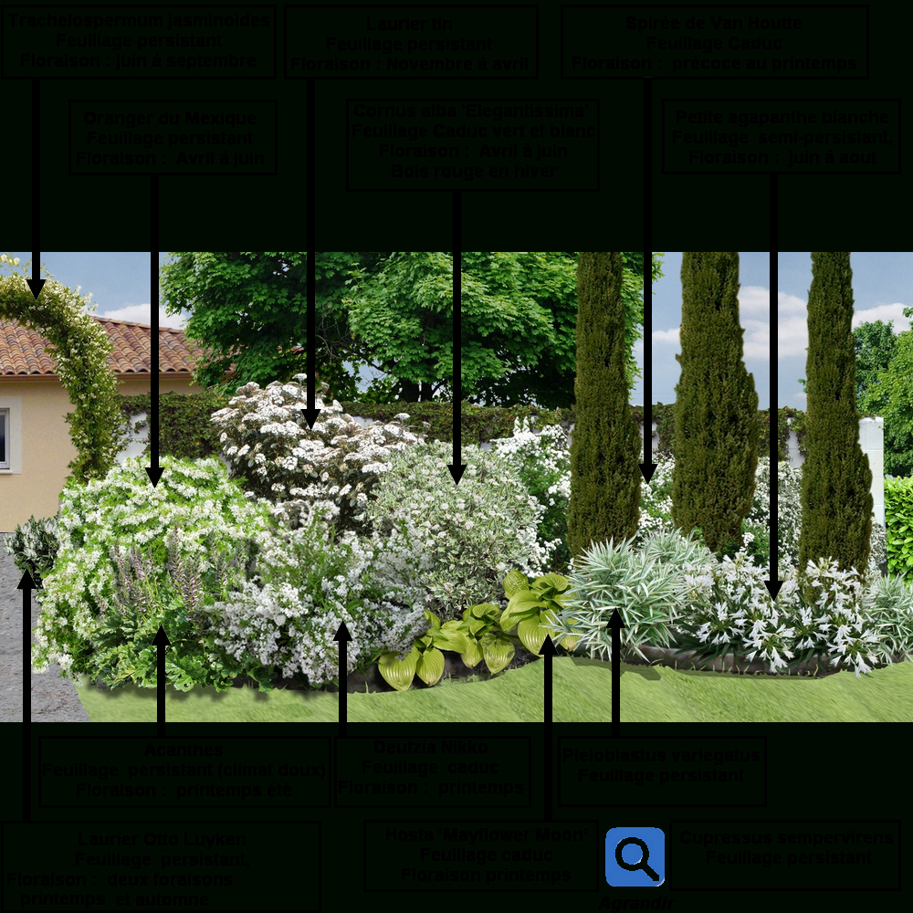 Créer Un Massif D'arbustes Vert Et Blanc : | Jardin Massif ... destiné Arbustes Decoration Jardin
