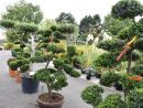Décoration &amp; Cadeaux, Pépinières, Plantes Vertes &amp; Fleuries ... tout Arbustes Decoration Jardin