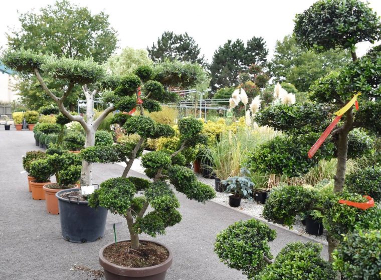 Décoration &amp; Cadeaux, Pépinières, Plantes Vertes &amp; Fleuries ... tout Arbustes Decoration Jardin