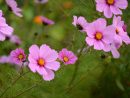 Des Fleurs D'été Faciles À Réussir Pour Le Jardin Ou La ... encequiconcerne Fleurs À Couper Au Jardin