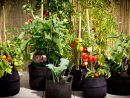 Du Monde Au Balcon - Smart Pots Potager Terrasse | Plants ... serapportantà Jardin En Pots Potager