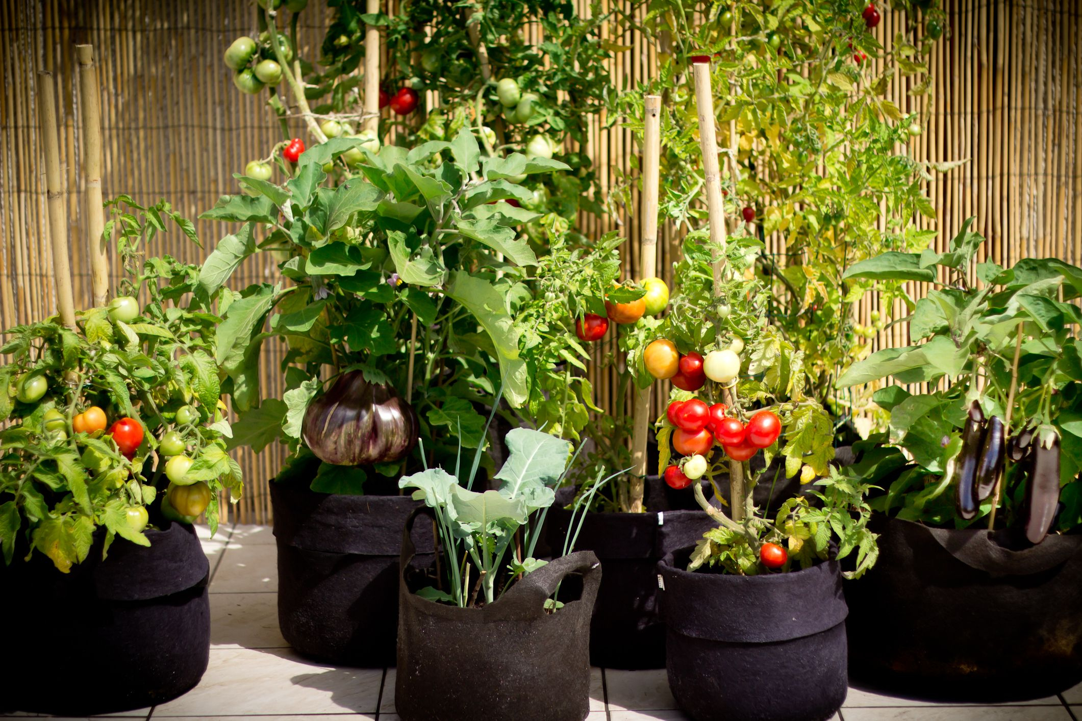 Du Monde Au Balcon - Smart Pots Potager Terrasse | Plants ... serapportantà Jardin En Pots Potager