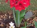 ✅ Red Lion Amaryllis In My Garden (April 2014) ~ Beau ... dedans Amaryllis De Jardin