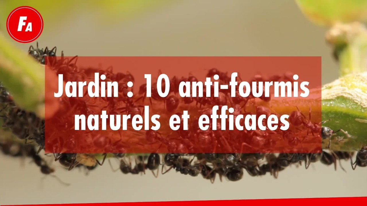 Femme Actuelle - Jardin : 10 Anti-Fourmis Naturels Et Efficaces dedans Anti Fourmi Jardin