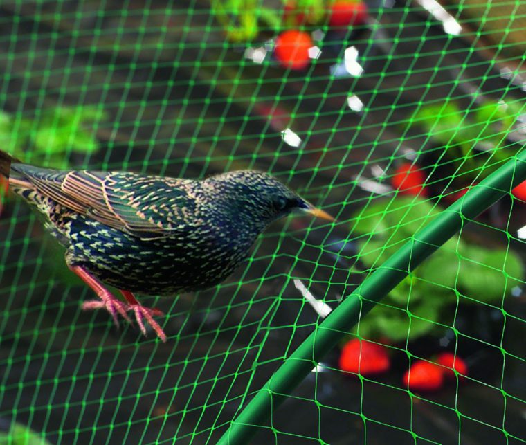 Filet De Protection Pour Oiseaux 5X10 M Vert avec Filet De Jardin À Oiseaux