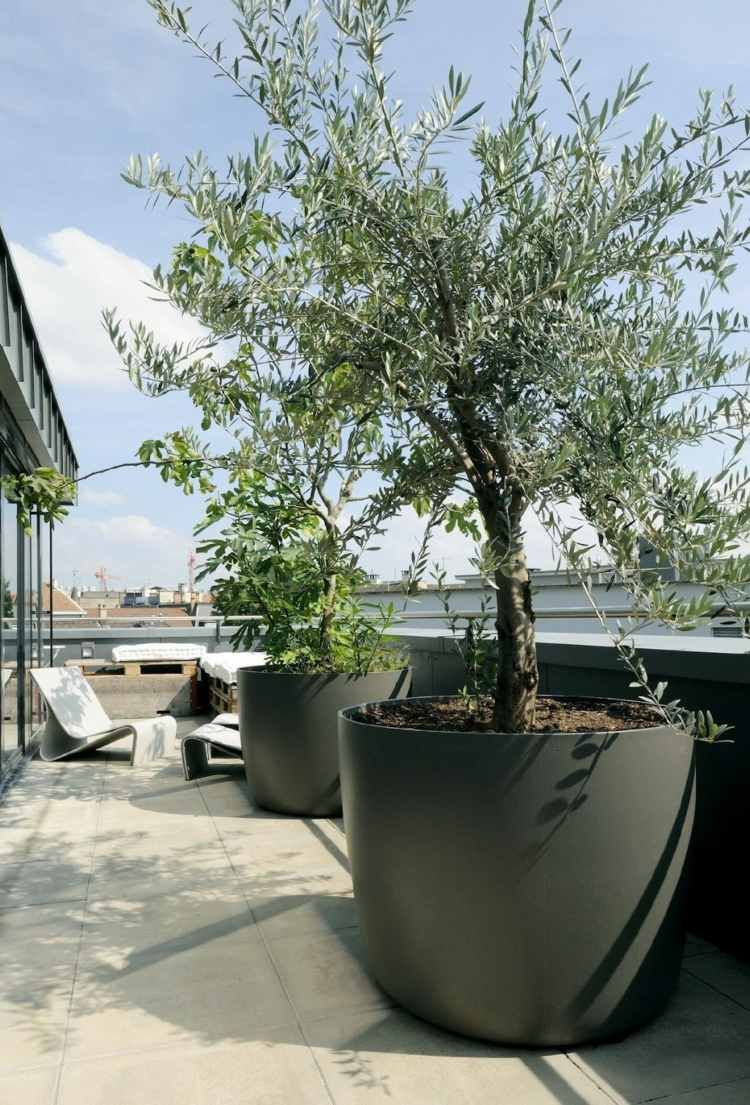 Grand Olivier En Pot Pour L'aménagement De Toit-Terrasse ... à Grand Pot Pour Jardin