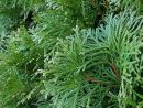 Haie À Croissance Rapide : 10 Arbres Et Arbustes Qui ... dedans Arbre De Jardin A Croissance Rapide