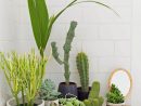 How To Create An Indoor Garden | Jardinage Interieur, Mini ... encequiconcerne Mini Jardin Interieur
