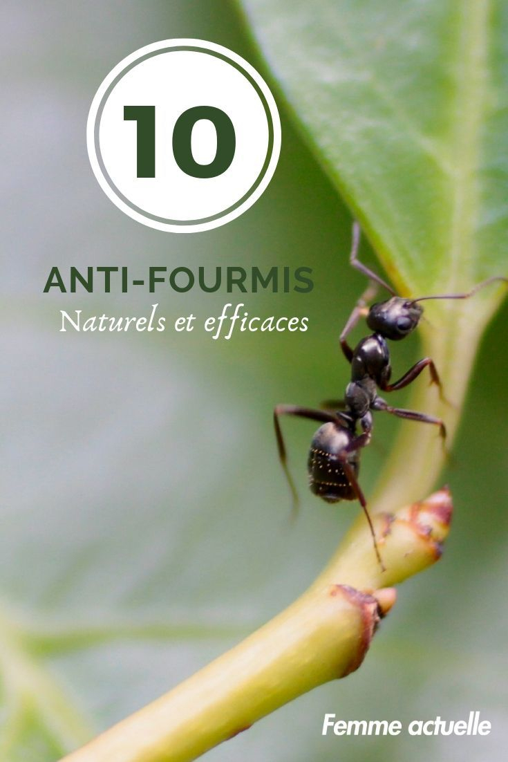 Jardin : 10 Anti-Fourmis Naturels Et Efficaces | Anti ... tout Anti Fourmi Jardin