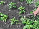 Jardin: En Finir Avec Les Mauvaises Herbes! pour Bache Mauvaise Herbe Jardin