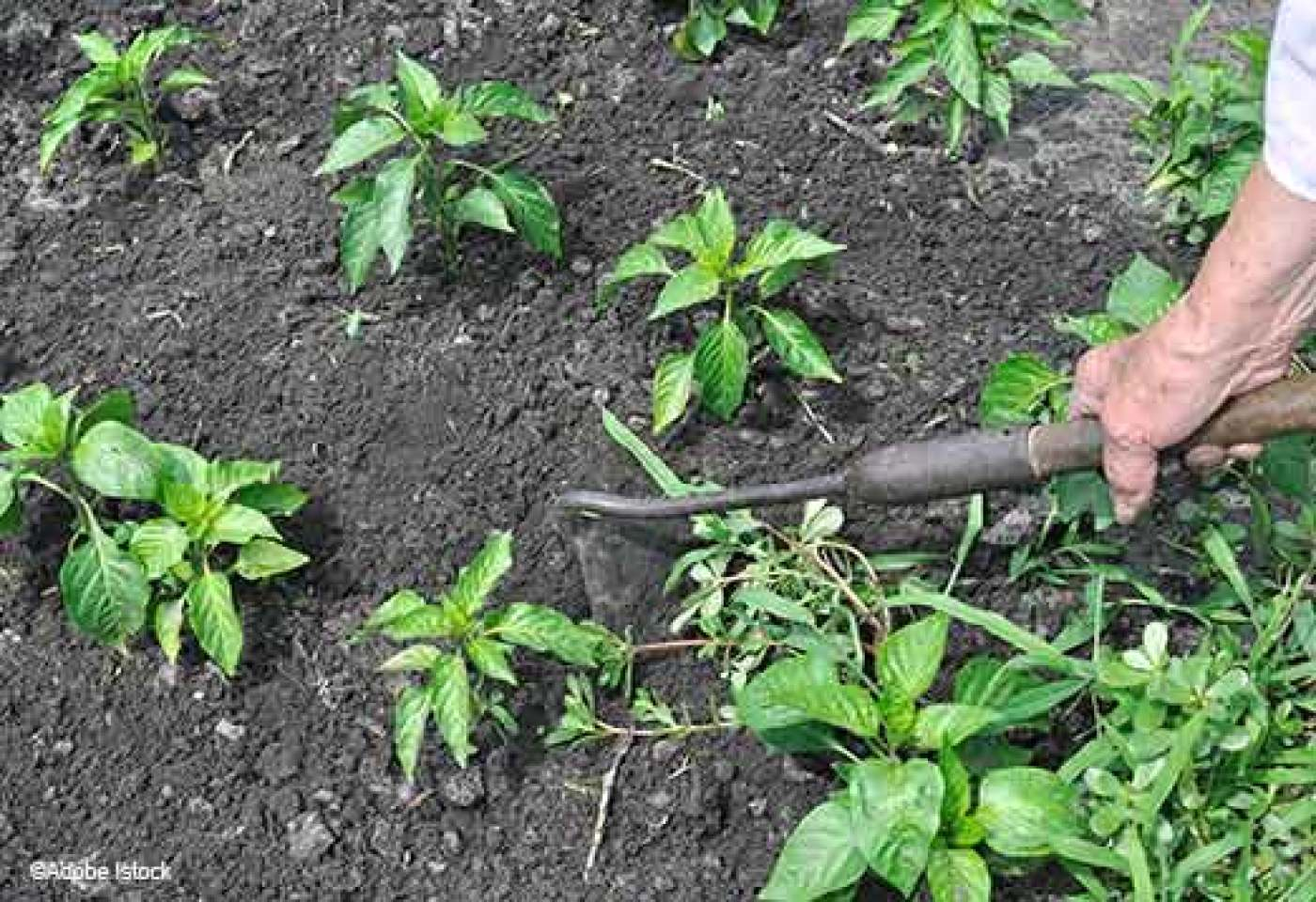 Jardin: En Finir Avec Les Mauvaises Herbes! pour Bache Mauvaise Herbe Jardin