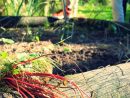 Jardiner Pour Les Nuls : Préparer La Terre Pour L'hiver concernant Jardiner Pour Les Nuls