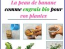 La Peau De Banane Comme Engrais Bio Pour Vos Plantes ... avec Engrais Bio Jardin