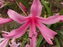 Lady Naked In The Park. Tubergen's Amarine, Amaryllis Bell ... tout Amaryllis De Jardin