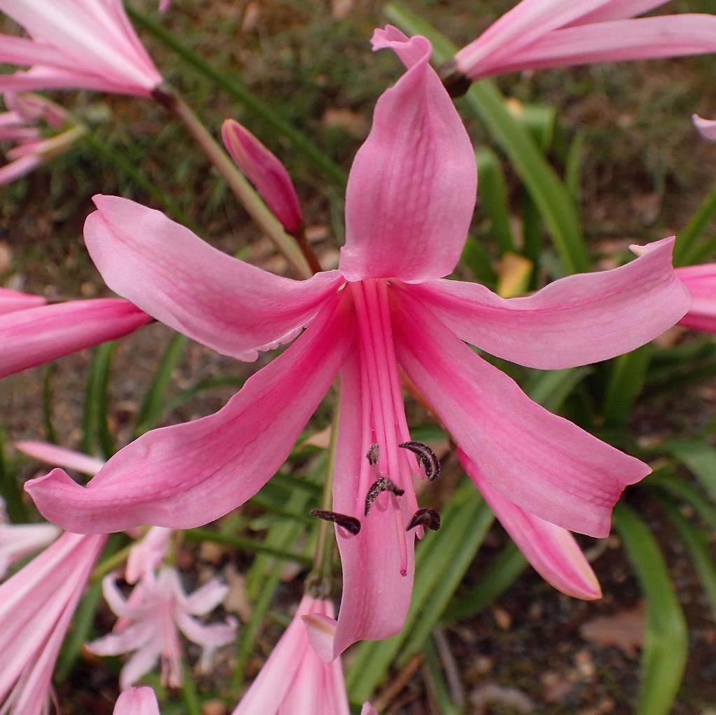 Lady Naked In The Park. Tubergen's Amarine, Amaryllis Bell ... tout Amaryllis De Jardin