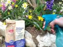 Le Bicarbonate De Soude Peut Grandement Aider Votre Jardin ... destiné Bicarbonate De Soude Jardin