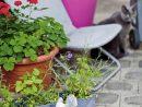 Le Kit Prêt À Pousser... Silence, Ce Fleurit! - Panier De Saison concernant Jardin En Kit Pret A Planter