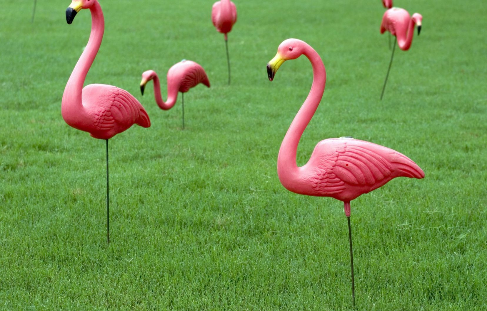 Le Père Des Flamants Roses En Plastique N'est Plus | Le Devoir concernant Flamant Rose Jardin