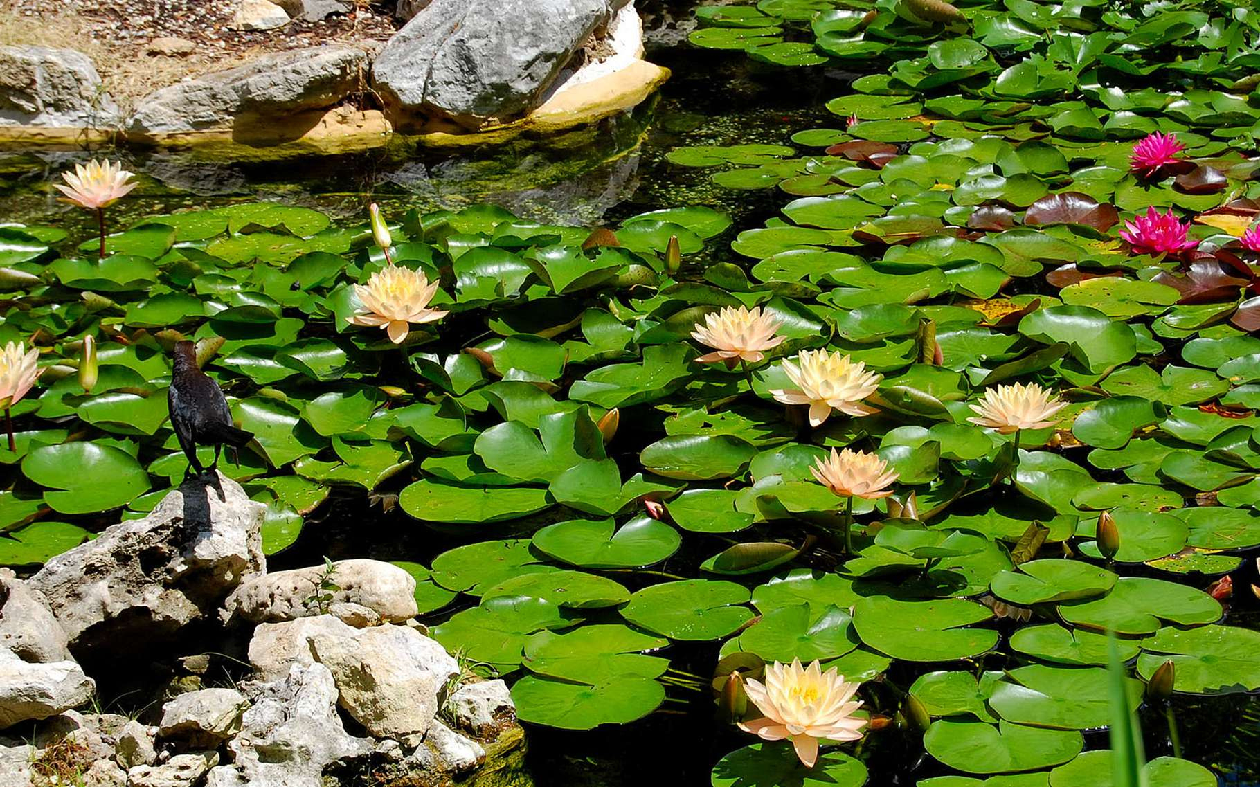 L'entretien Du Bassin De Jardin Mois Par Mois | Dossier pour Entretien D Un Bassin De Jardin