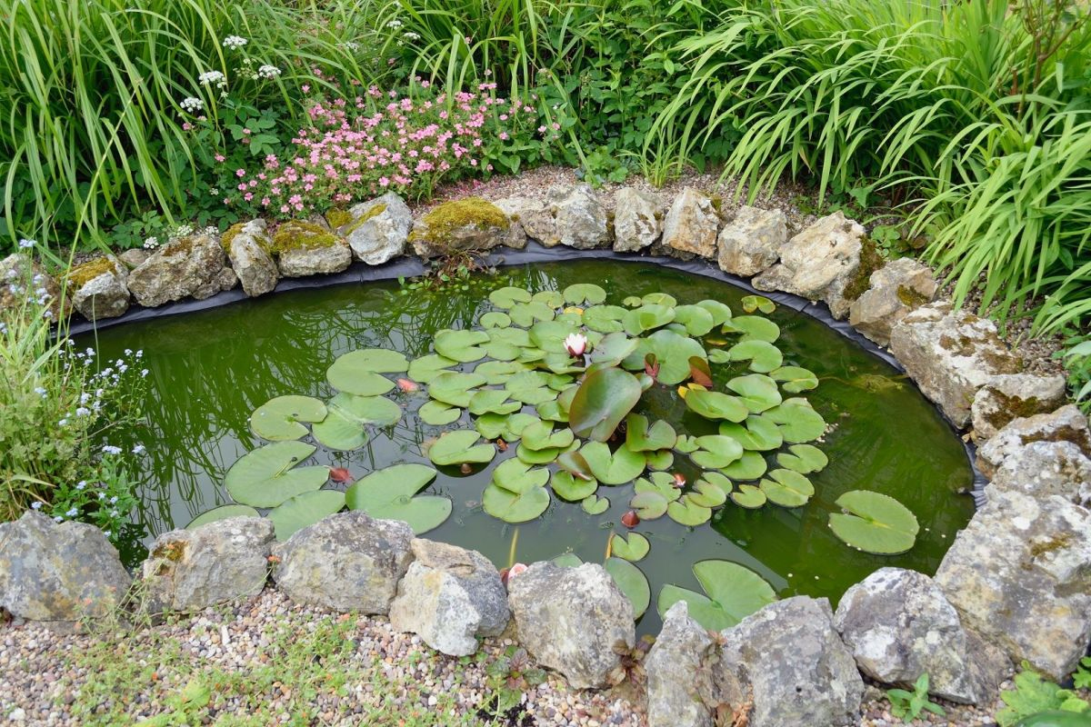 L'entretien D'un Bassin D'ornement Dans Le Jardin encequiconcerne Entretien D Un Bassin De Jardin