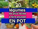 Les 20 Légumes Les Plus Faciles À Faire Pousser En Pot. à Jardin En Pots Potager
