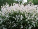 Les Arbustes Sur Tiges : À Mettre Dans Son Jardin Ou Sur Son ... encequiconcerne Arbustes Decoration Jardin