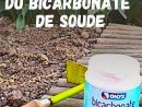 Les Bienfaits Du Bicarbonate De Soude Pour Un Jardin De Rêve ... serapportantà Bicarbonate De Soude Jardin