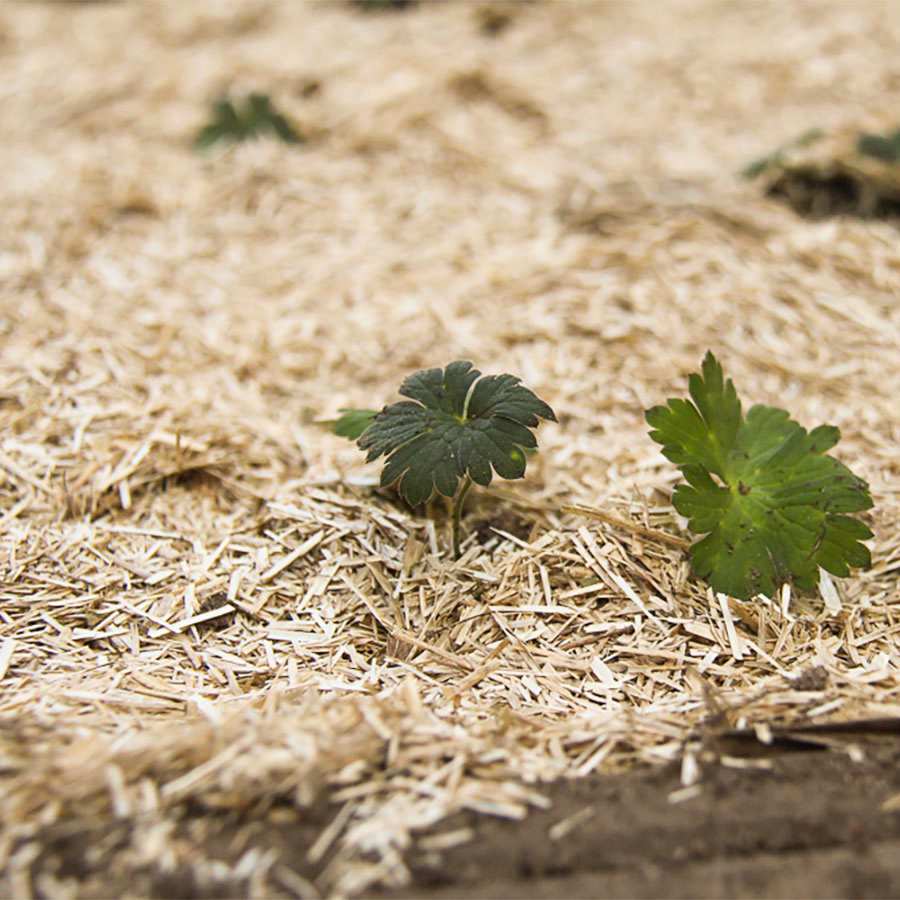 My Garden Ready To Plant - Draw Me A Garden concernant Jardin En Kit Pret A Planter