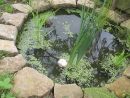 Petit Bassin De Jardin Avec Petites Bêtes D'eau Douce - dedans Petit Bassin Pour Jardin