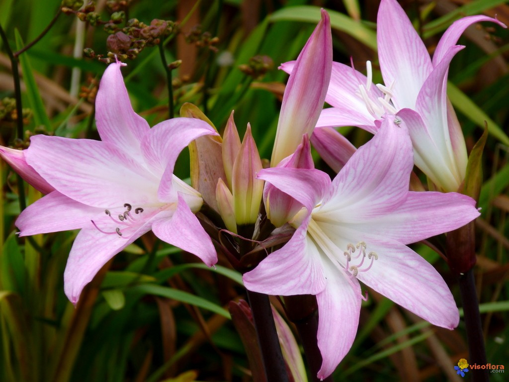 Photo : Amaryllis De Jardin intérieur Amaryllis De Jardin