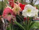 Pin De Hopie Fuentes Em Amarylis | Orquídeas, Belos Jardins ... avec Amaryllis De Jardin