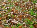 Pourquoi Faut-Il Arrêter De Brûler Les Feuilles Mortes Du ... tout Bruler Feuilles Jardin