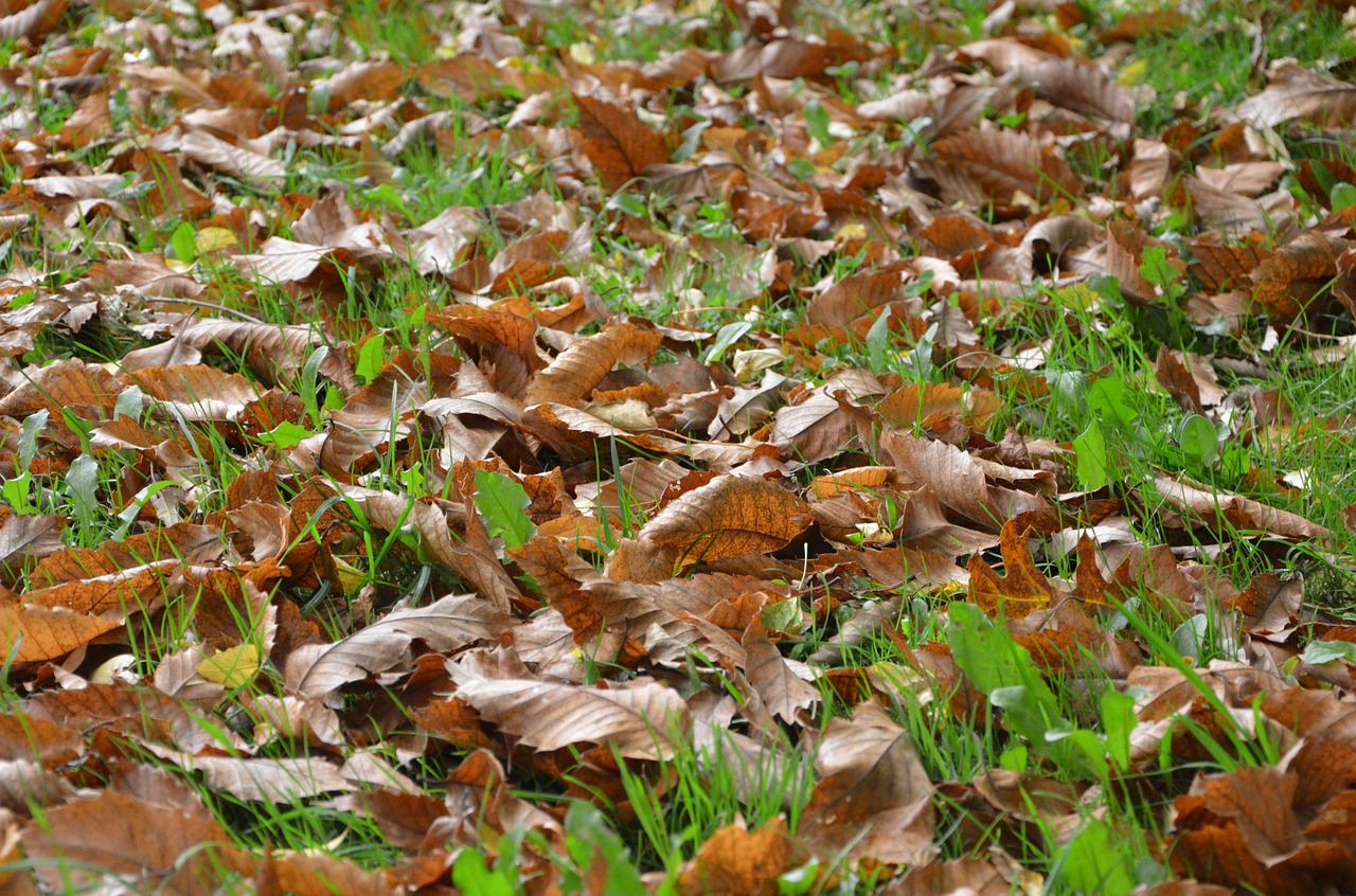 Pourquoi Faut-Il Arrêter De Brûler Les Feuilles Mortes Du ... tout Bruler Feuilles Jardin