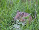 Rat Des Champs : Nos Méthodes Pour Les Éliminer destiné Comment Se Débarrasser Des Rats Dans Le Jardin