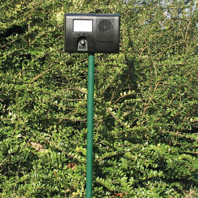 Répulsif Chat Efficace Et Pas Cher – Jardingue avec Repulsif Chat Jardin