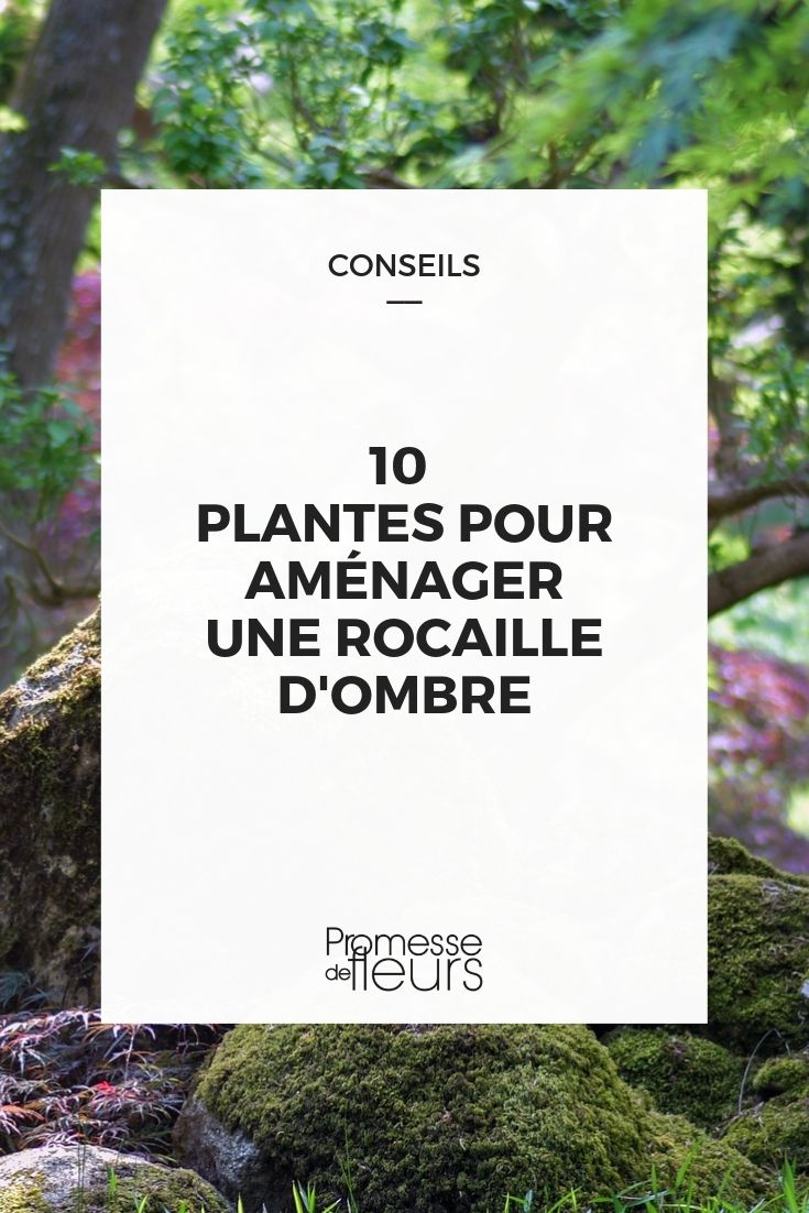 Rocaille D'ombre : 10 Plantes Adaptées Pour L'aménager à Plante Jardin Ombre