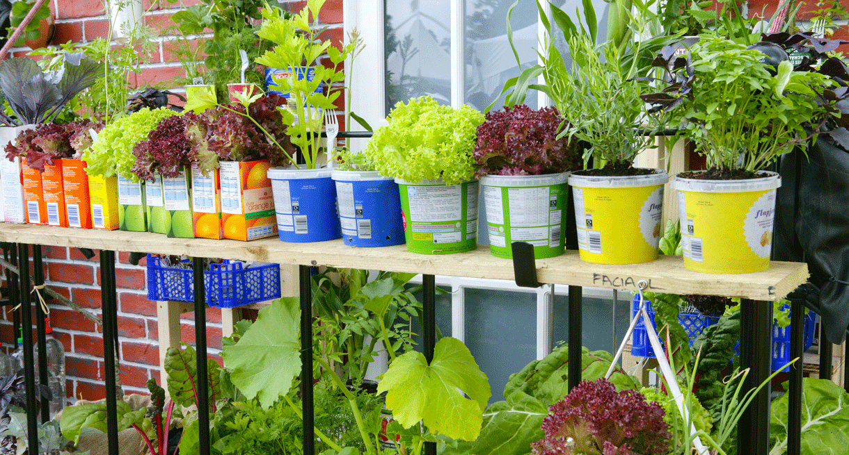 Salade En Pot : Comment Les Planter ? (4 Étapes Simples ... concernant Jardin En Pots Potager