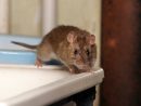 Souris Et Rats : Les Méthodes Pour Les Éliminer intérieur Comment Se Débarrasser Des Rats Dans Le Jardin