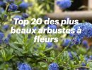 Top 20 Des Plus Beaux Arbustes À Fleurs En 2020 | Arbustes À ... pour Arbustes Decoration Jardin