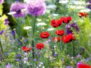 Un Jardin Fleuri Toute L’Année - Le Mag De Flora concernant Modèle De Jardin Fleuri