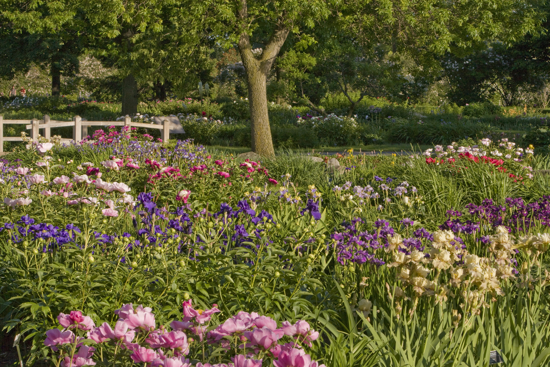 Un Jardin Pour Les Bouquets | Espace Pour La Vie serapportantà Fleurs À Couper Au Jardin